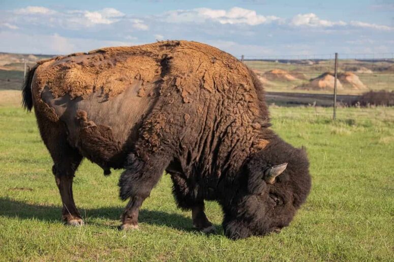 Presupuesto Cosas que hacer en Dakota del Norte