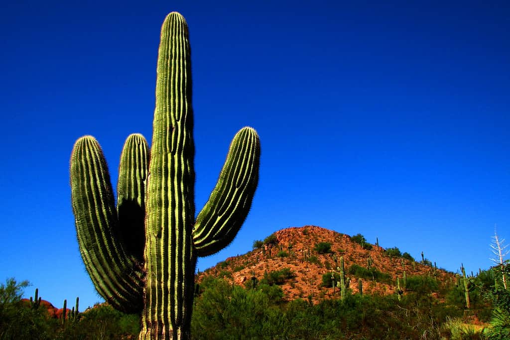 Phoenix - Desert Botanical Garden